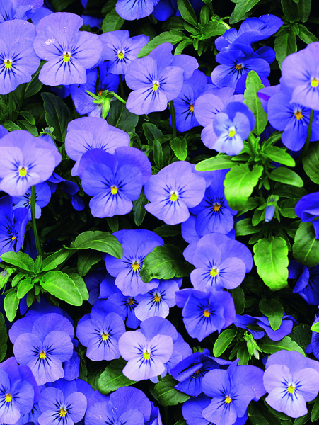 Viola cornuta 'Blaue Schönheit' 11,5 cm-image