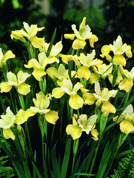Iris sibirica 'Butter and Sugar' 1L main image